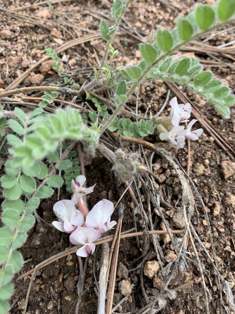 Parry's Milkvetch photo 5