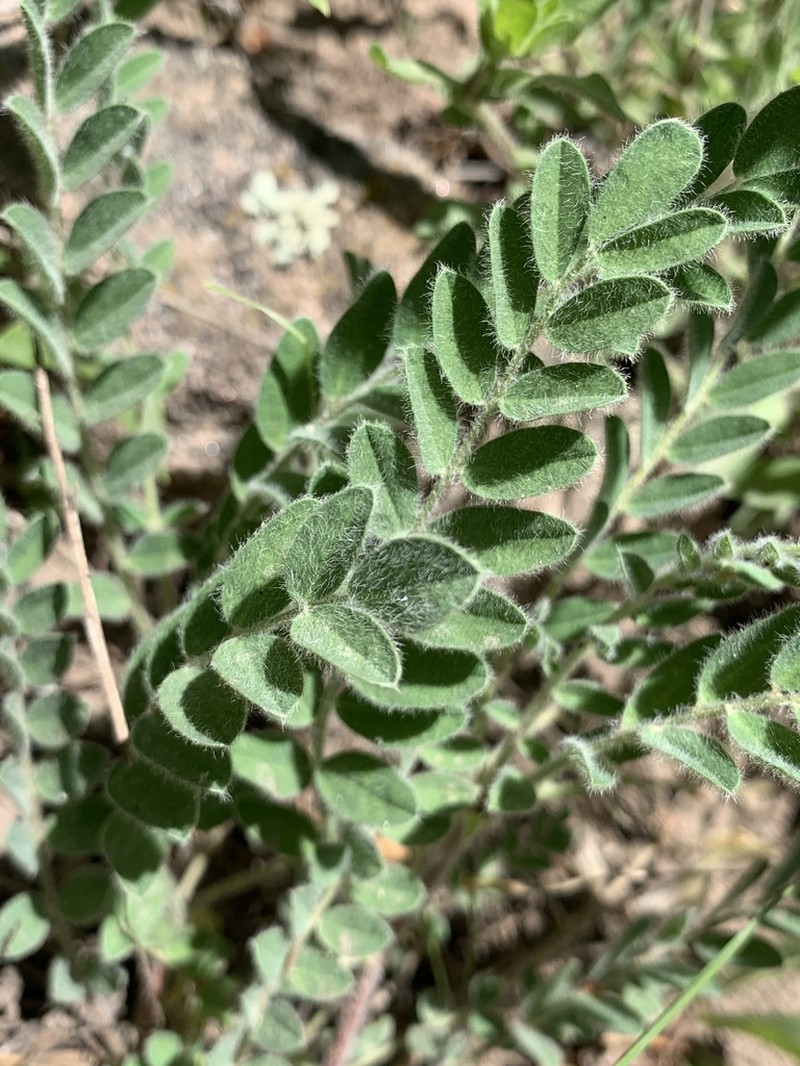 Parry's Milkvetch photo 6