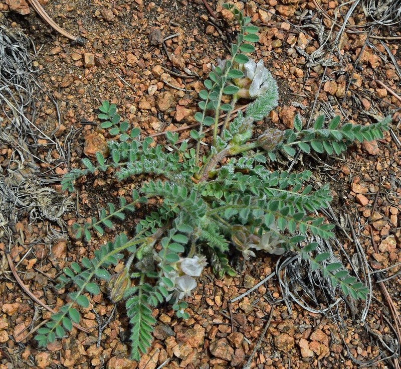Parry's Milkvetch photo 7