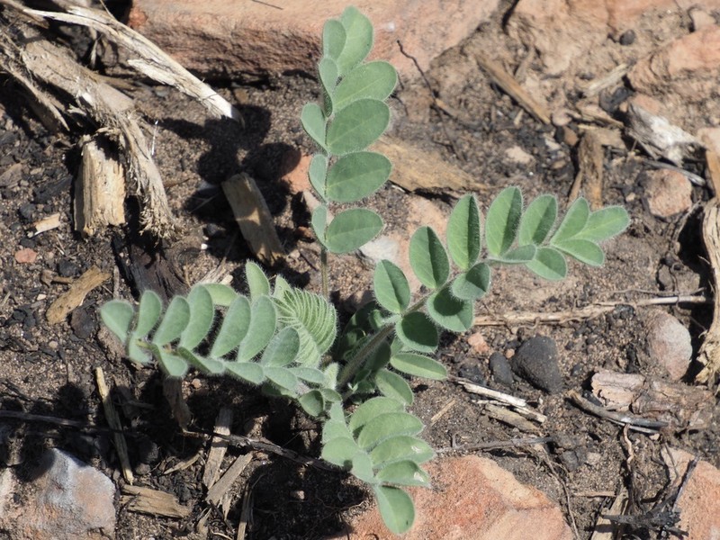 Parry's Milkvetch photo 8