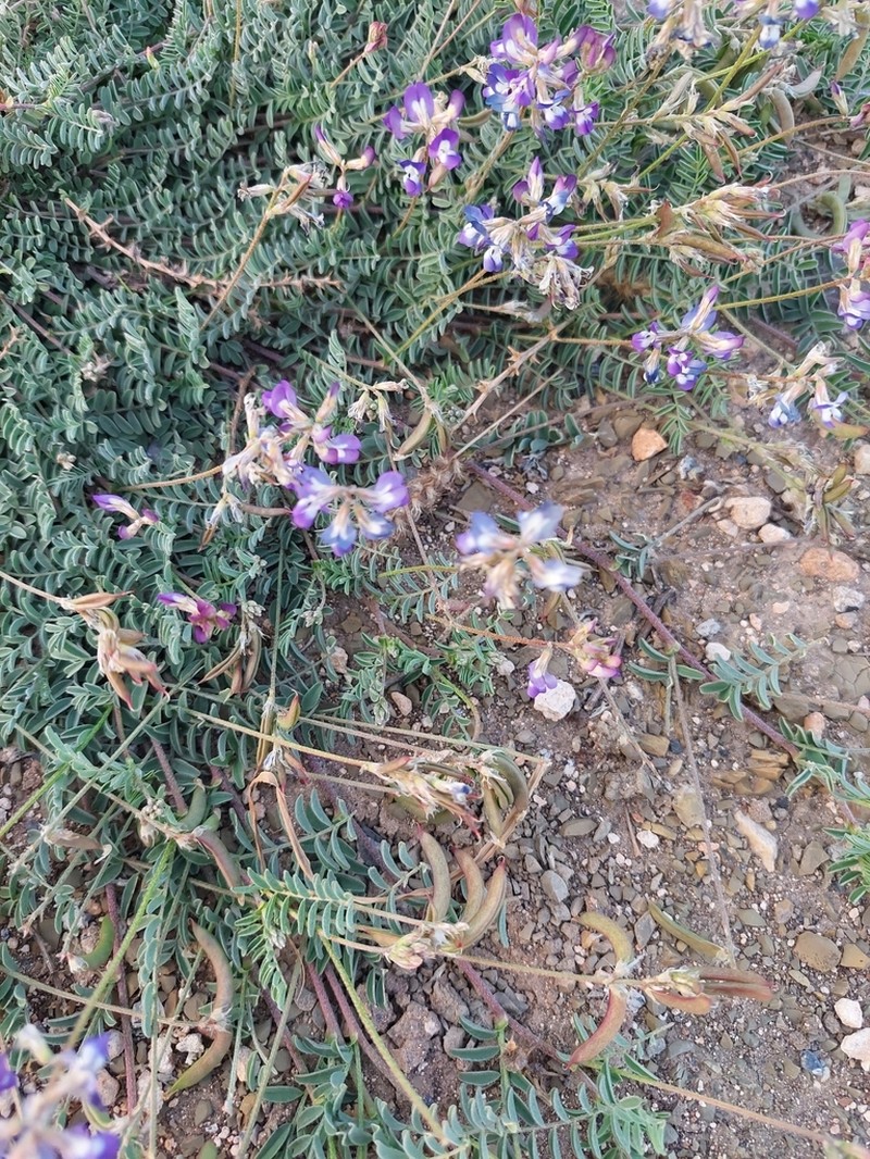 Astragalus parvus photo 2
