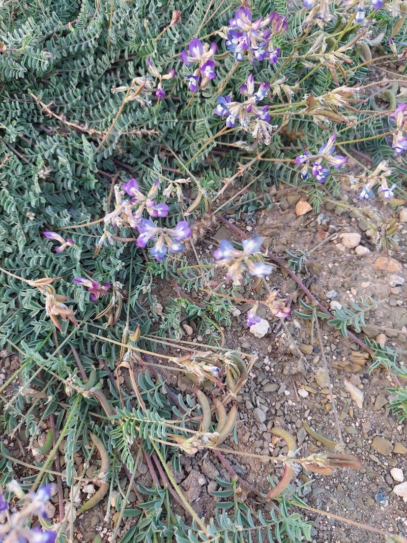 Astragalus parvus photo 3