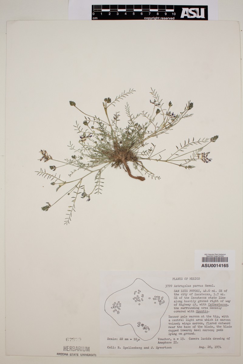 Astragalus parvus photo 4