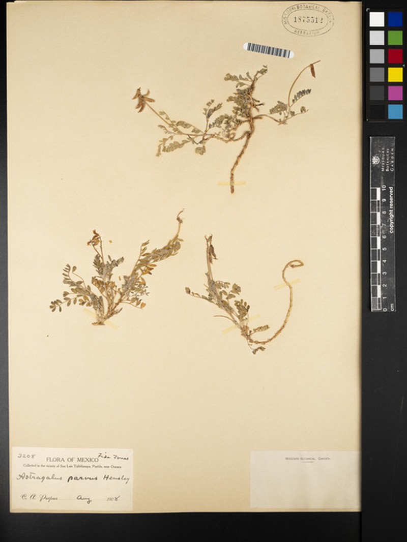 Astragalus parvus photo 5
