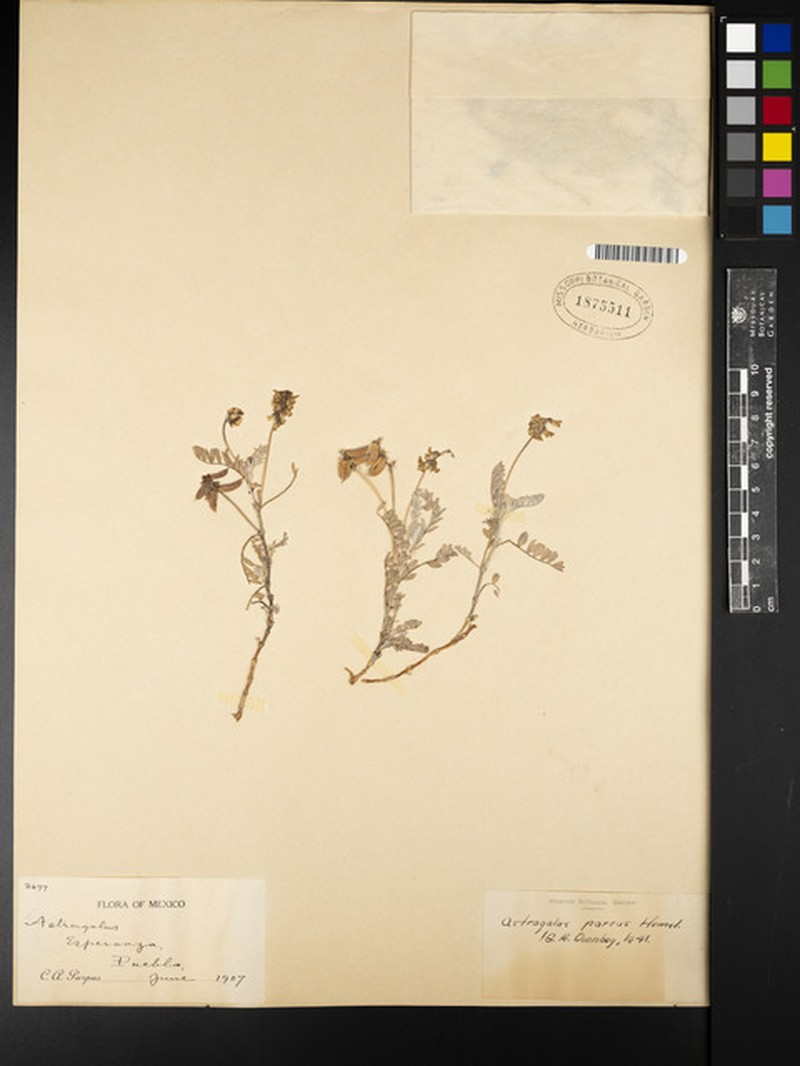Astragalus parvus photo 6