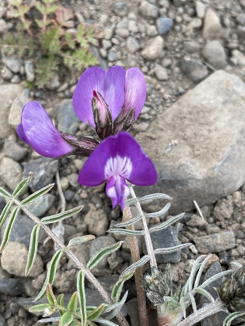 Astragalus patagonicus
