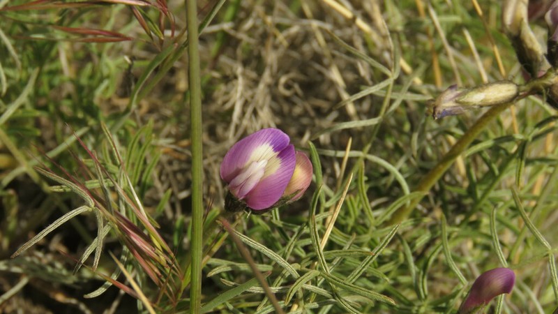 Astragalus patagonicus photo 2