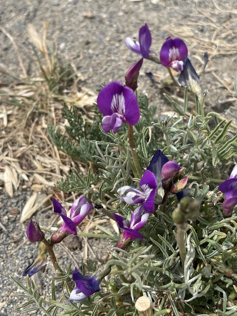 Astragalus patagonicus photo 3