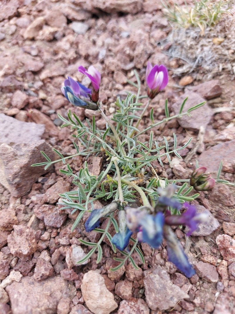Astragalus patagonicus photo 4