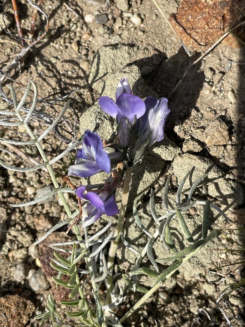 Astragalus patagonicus photo 5