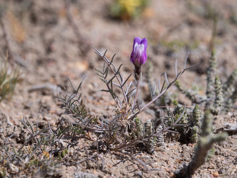 Astragalus patagonicus photo 6