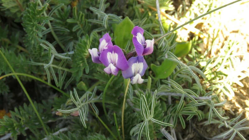 Astragalus patagonicus photo 7