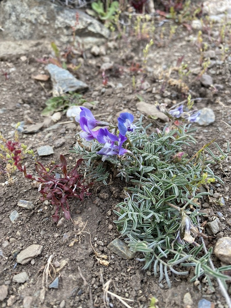 Astragalus patagonicus photo 8