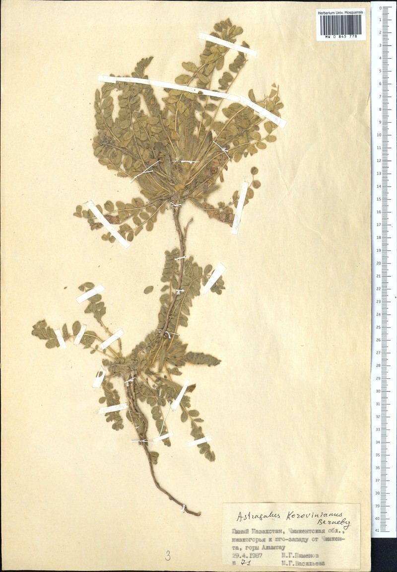 Astragalus patentipilosus