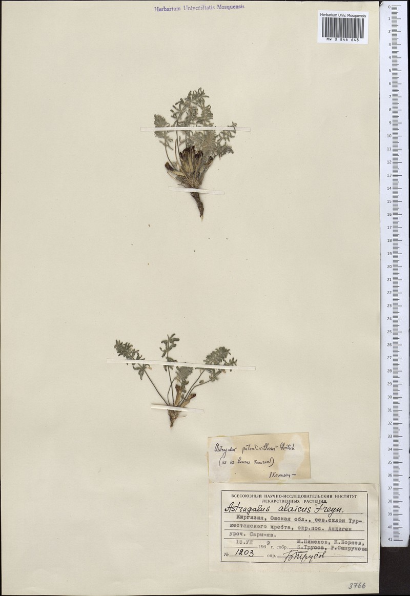 Astragalus patentivillosus