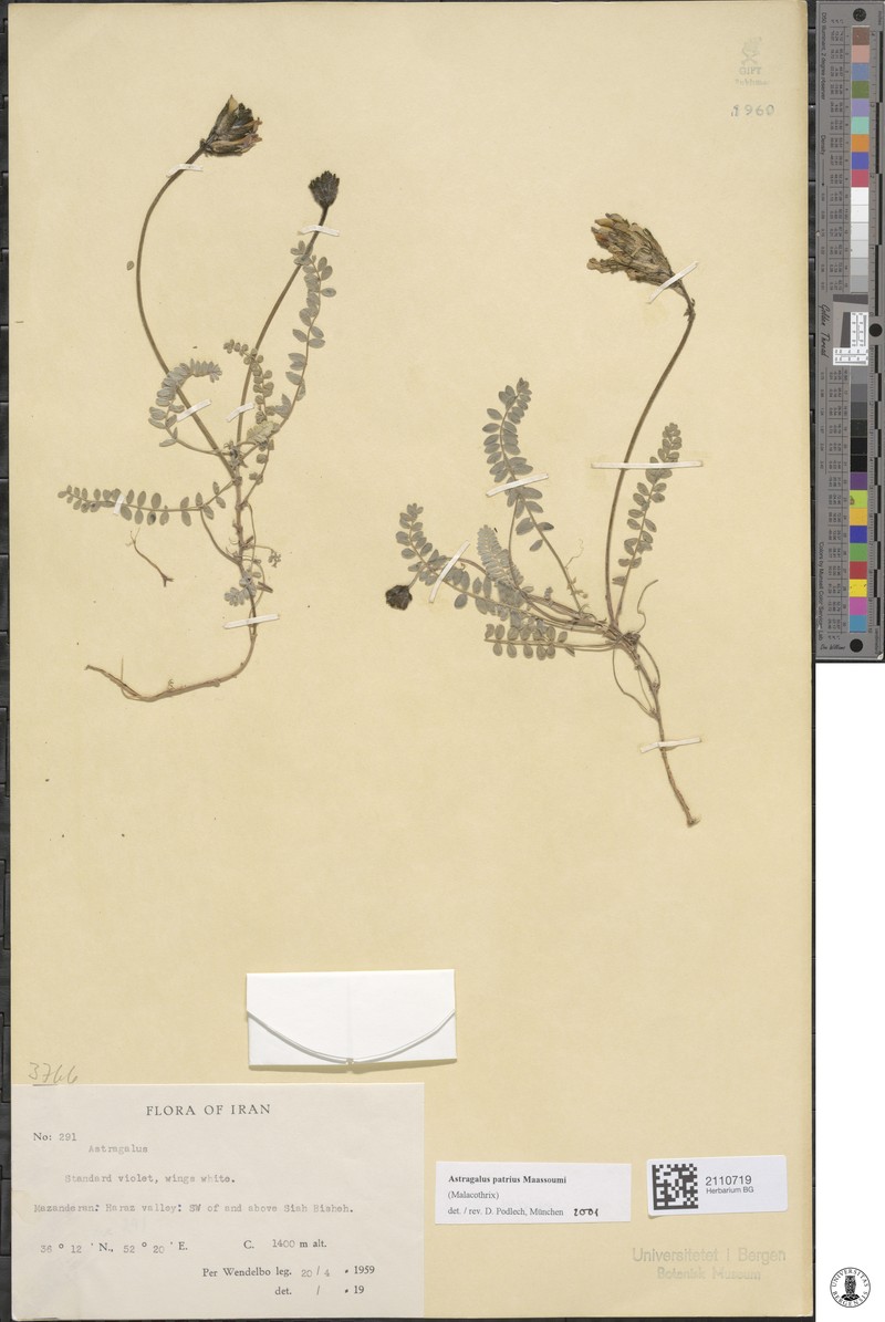 Astragalus patrius