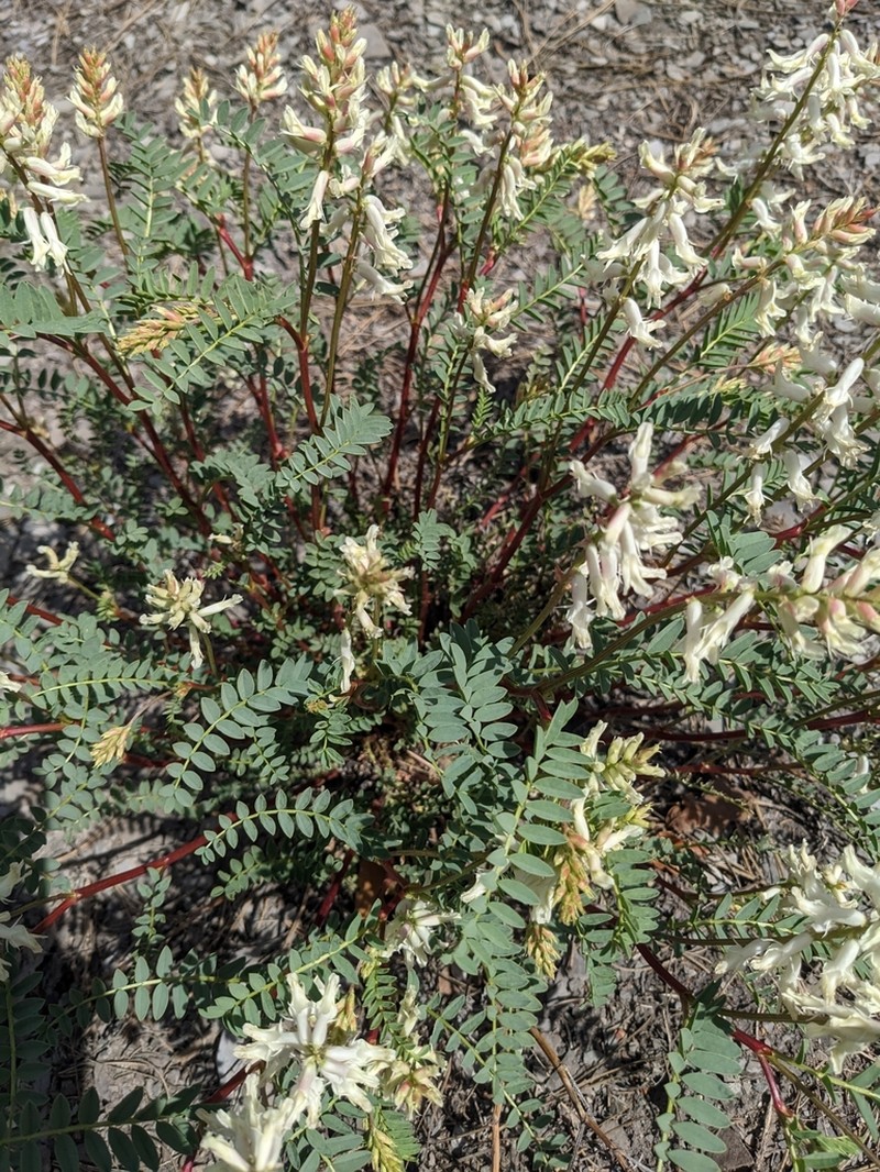 Patterson's Milkvetch
