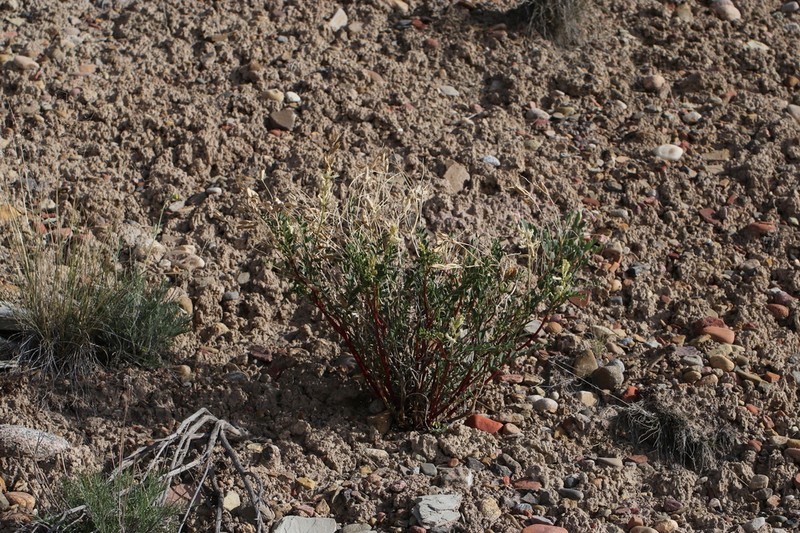 Patterson's Milkvetch photo 2