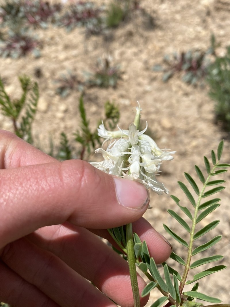 Patterson's Milkvetch photo 3