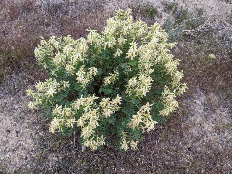 Patterson's Milkvetch photo 4