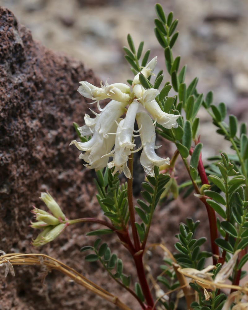 Patterson's Milkvetch photo 5