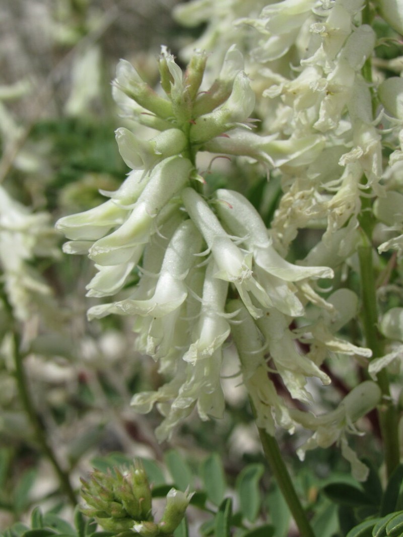 Patterson's Milkvetch photo 6