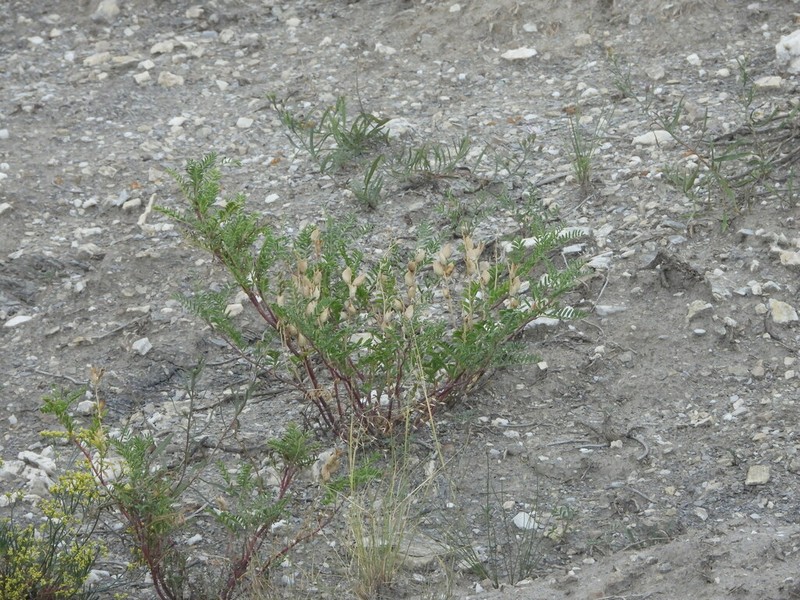 Patterson's Milkvetch photo 7