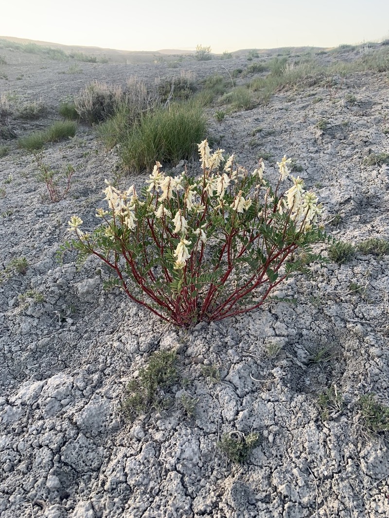 Patterson's Milkvetch photo 8