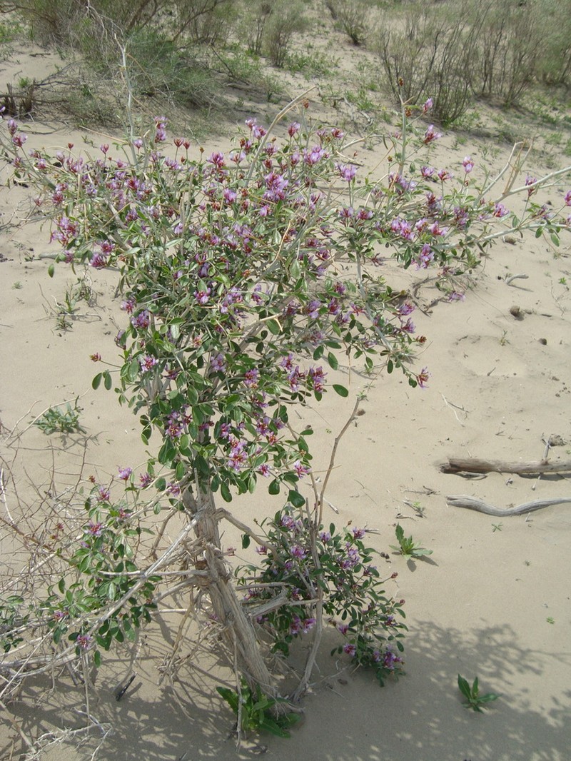 Astragalus paucijugus