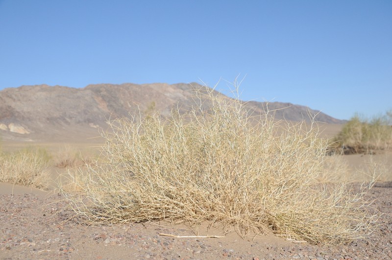 Astragalus paucijugus photo 2