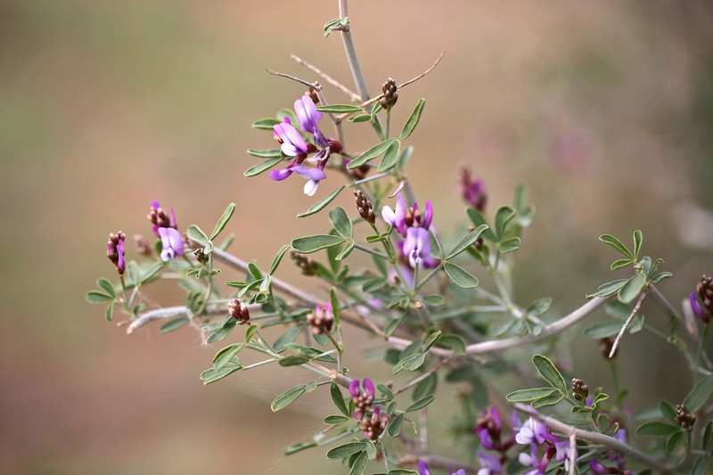Astragalus paucijugus photo 3