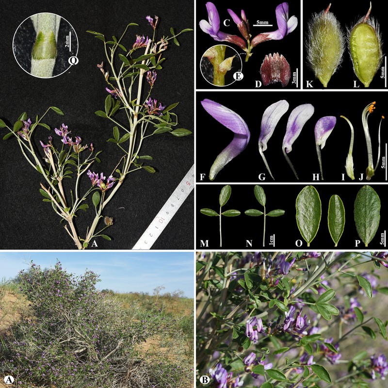 Astragalus paucijugus photo 5