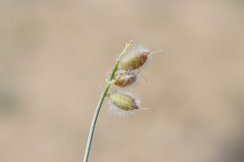 Astragalus paucijugus photo 6