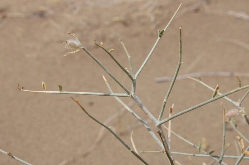 Astragalus paucijugus photo 7