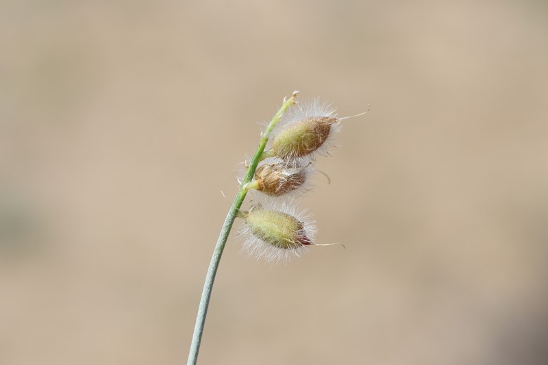 Astragalus paucijugus photo 8