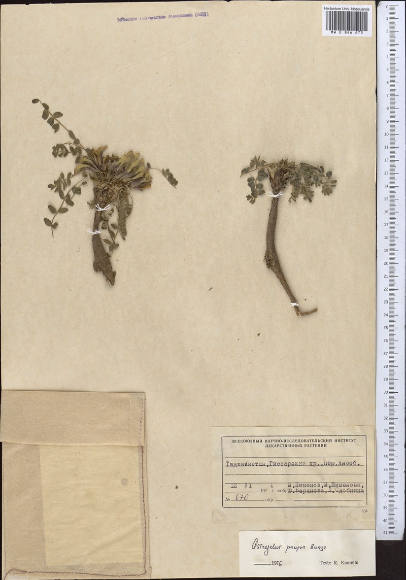 Astragalus pauper