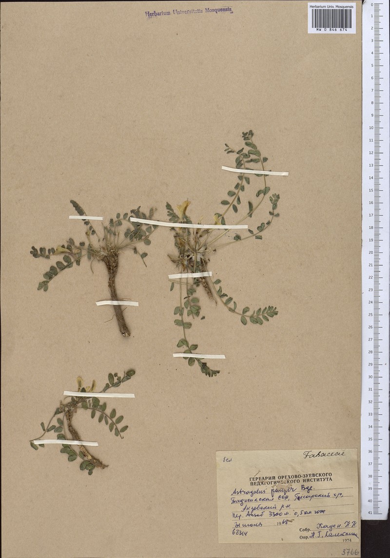 Astragalus pauper photo 2
