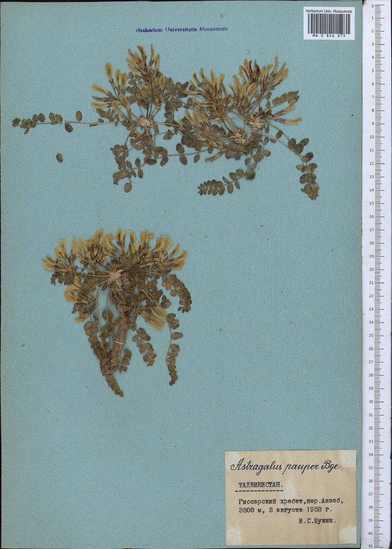 Astragalus pauper photo 3