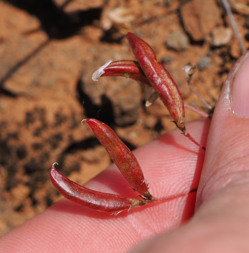 Depauperate Milkvetch photo 2