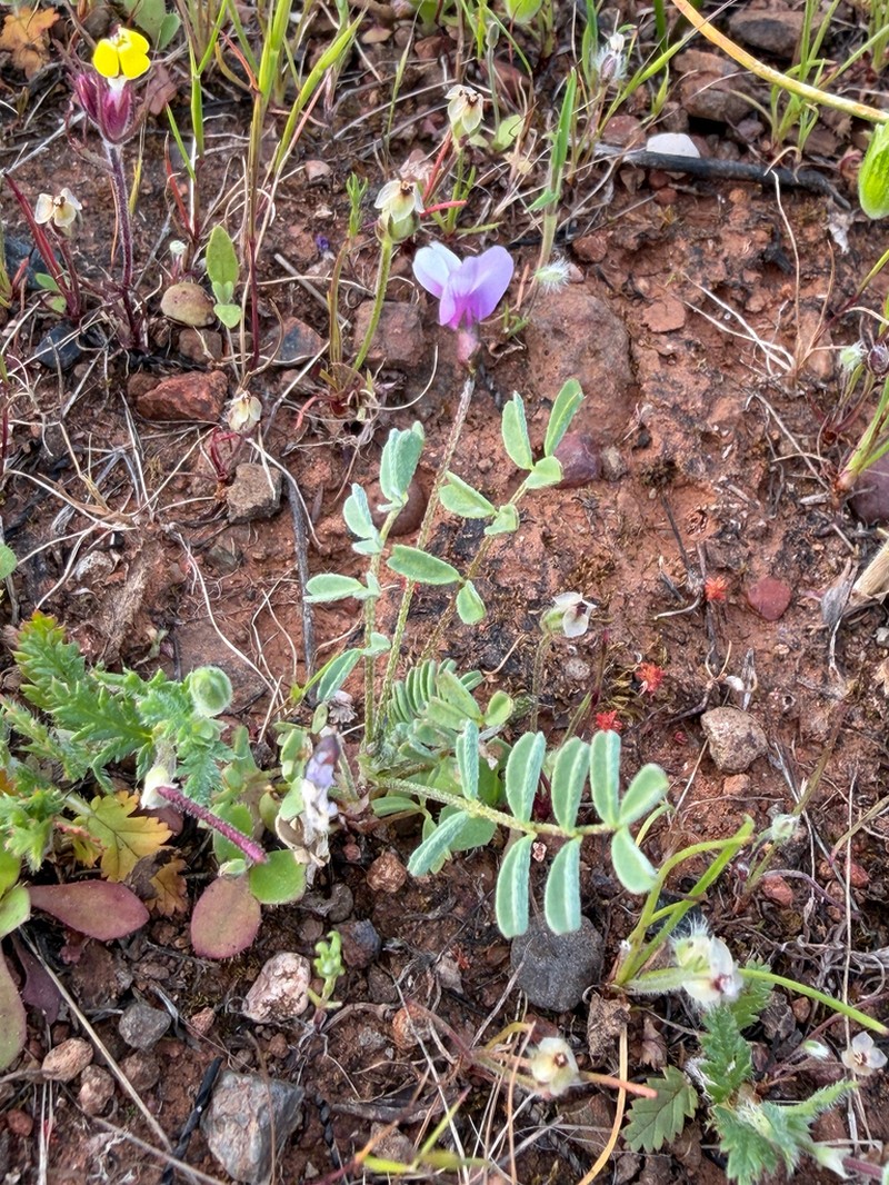 Depauperate Milkvetch photo 3