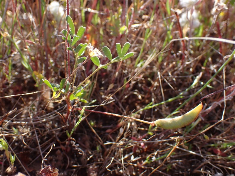 Depauperate Milkvetch photo 4