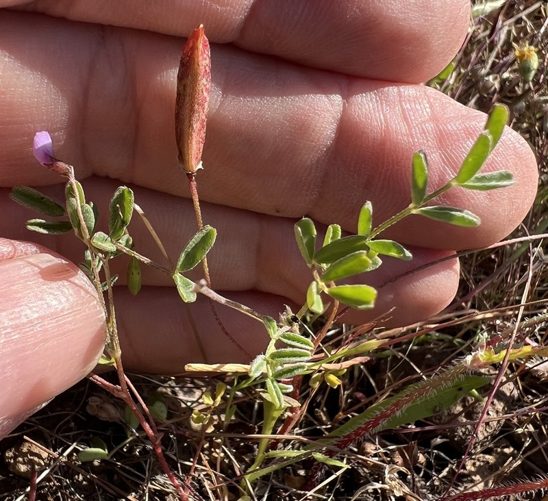 Depauperate Milkvetch photo 5