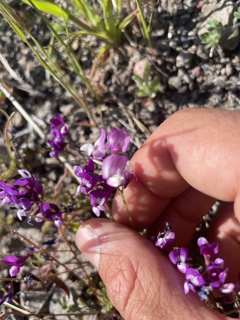 Depauperate Milkvetch photo 8
