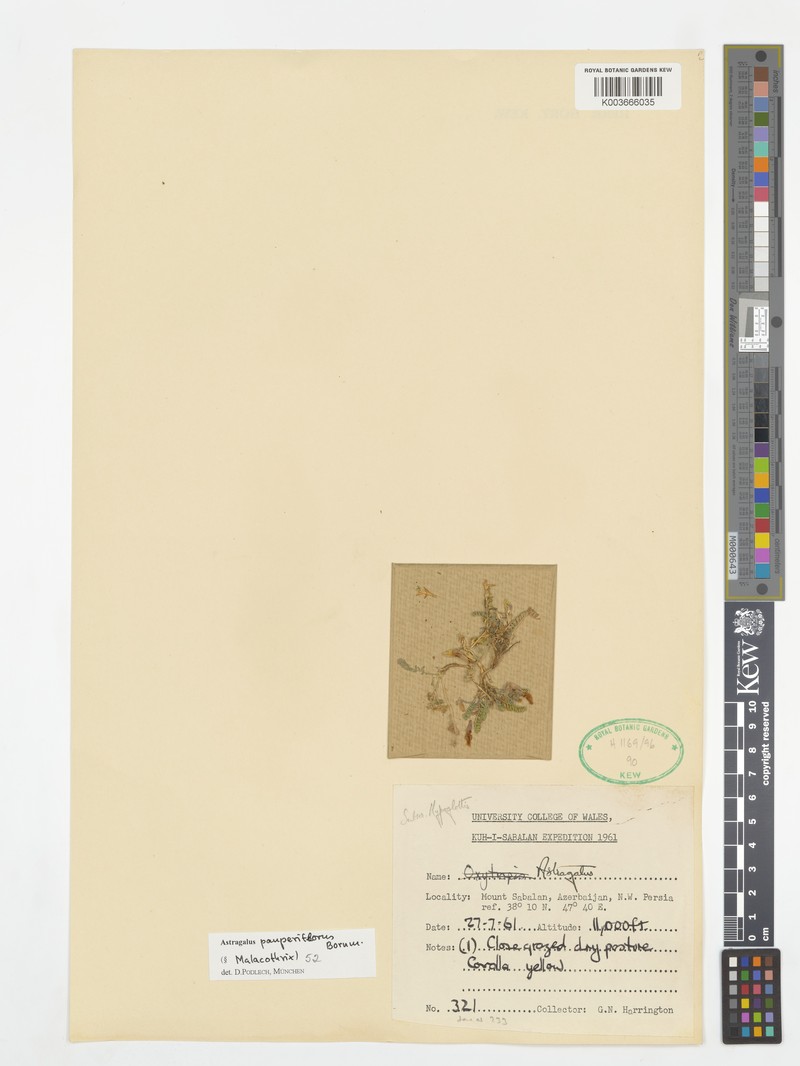 Astragalus pauperiflorus