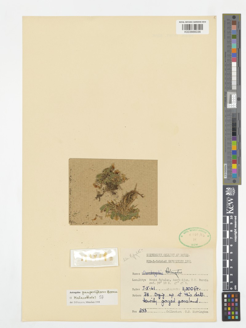 Astragalus pauperiflorus photo 2