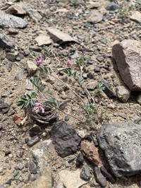Astragalus pavlovii