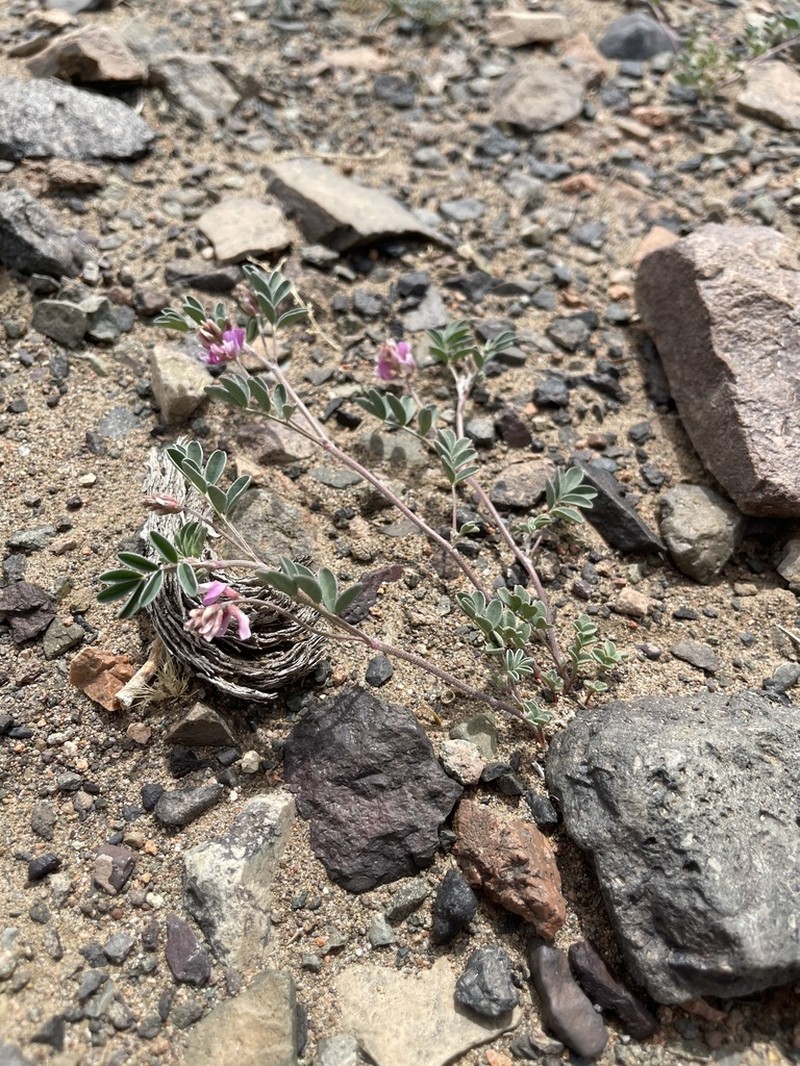 Astragalus pavlovii