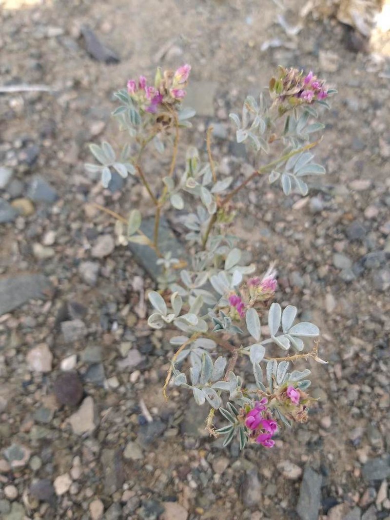 Astragalus pavlovii photo 2