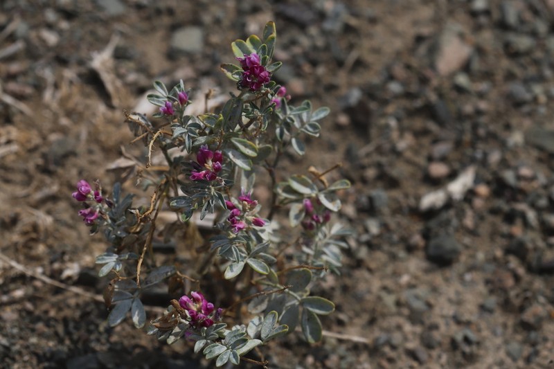 Astragalus pavlovii photo 3