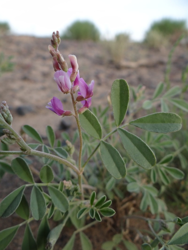 Astragalus pavlovii photo 4